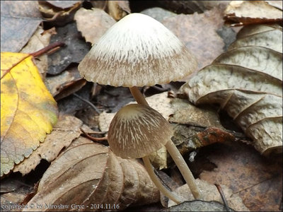 Psathyrella orbicularis