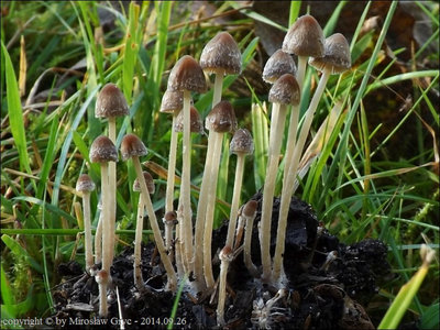 Psathyrella orbitarum