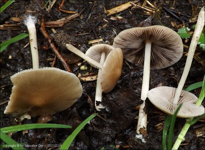 Psathyrella pseudocasca