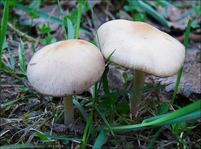 Psathyrella pseudocorrugis