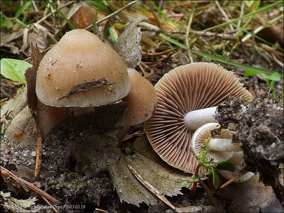 Psathyrella romellii