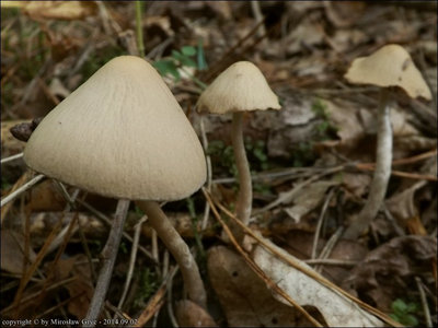 Psathyrella senex