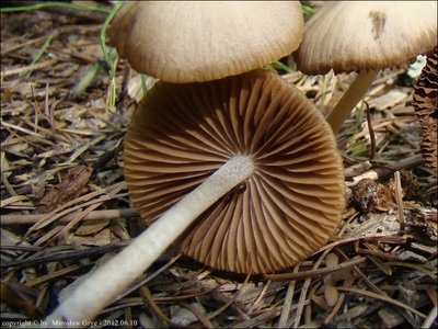 Psathyrella spadiceogrisea