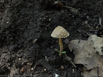 Psathyrella squamosa