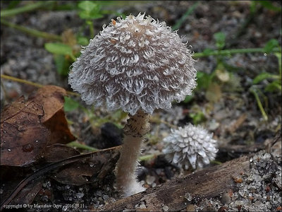 Psathyrella suavissima