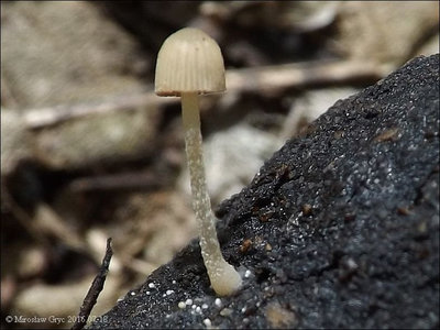 Psathyrella tenuicula