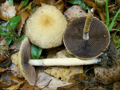 Psathyrella velutina