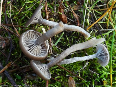 Psedoclitocybe obbata