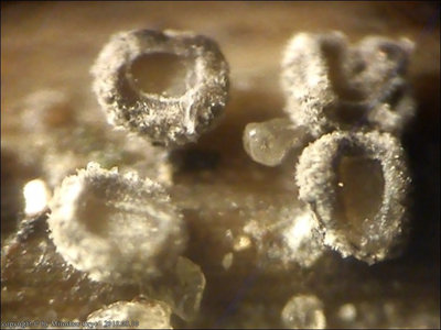 Pseudohelotium pineti