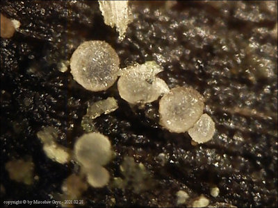 Pseudohelotium sordidulum