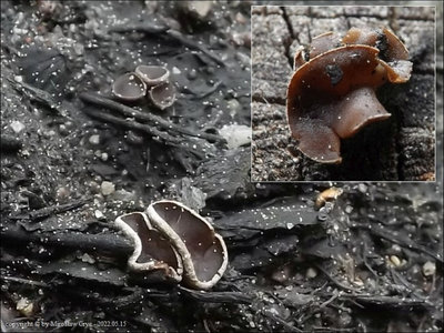 Pseudombrophila disciformis