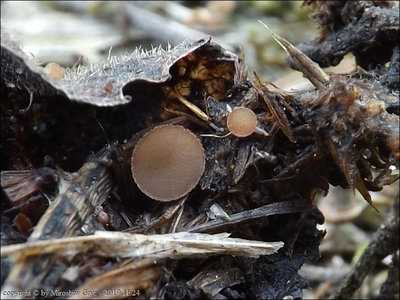 Pseudombrophila petrakii