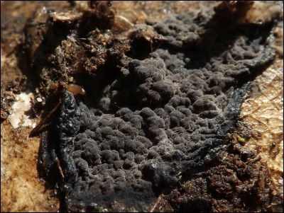 Pseudotomentella tristis