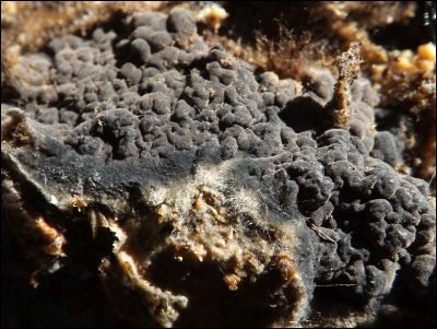 Pseudotomentella tristis