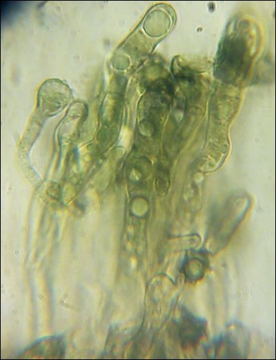 Pseudotomentella tristis