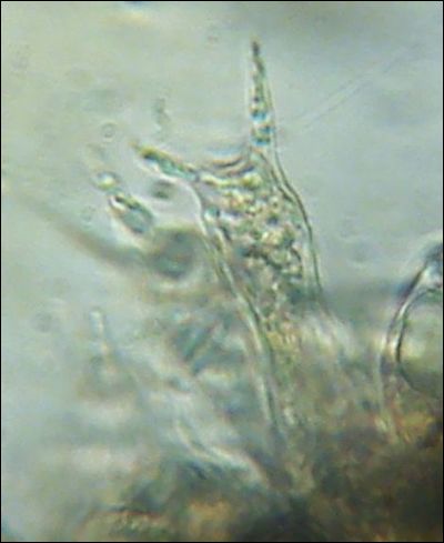 Pseudotomentella tristis