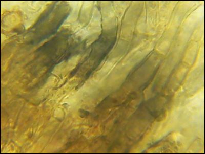 Pseudotomentella tristis