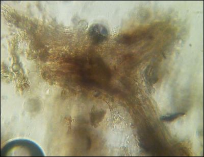 Pseudotomentella tristis