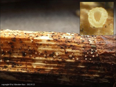 Psilachnum lanceolatoparaphysatum