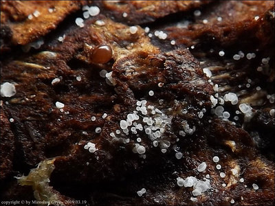 Psilocistella conincola