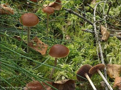Psilocybe atrobrunnea