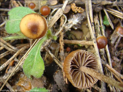 Psilocybe phyllogena