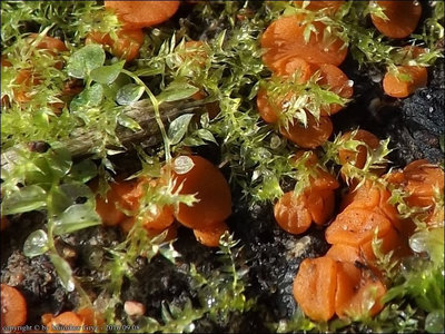 Pulvinula laeterubra