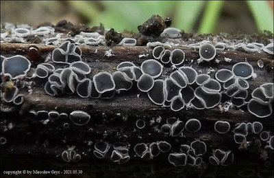 Pyrenopeziza sp. 2021.05.30