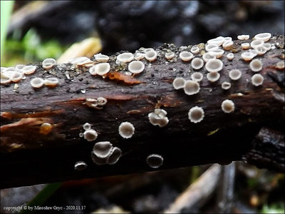 Pyrenopeziza dilutella