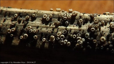 Pyrenopeziza millegrana