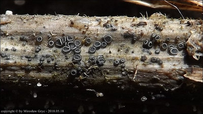 Pyrenopeziza urticicola