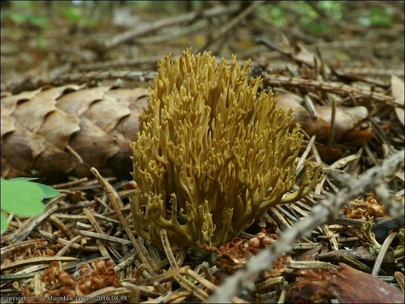 koralówka zielonawa - zdjęcie główne