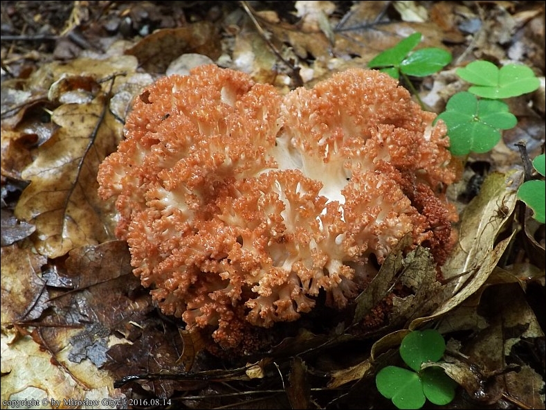 koralówka czerwonowierzchołkowa - zdjęcie główne