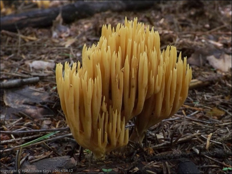 koralówka sosnowa - zdjęcie główne