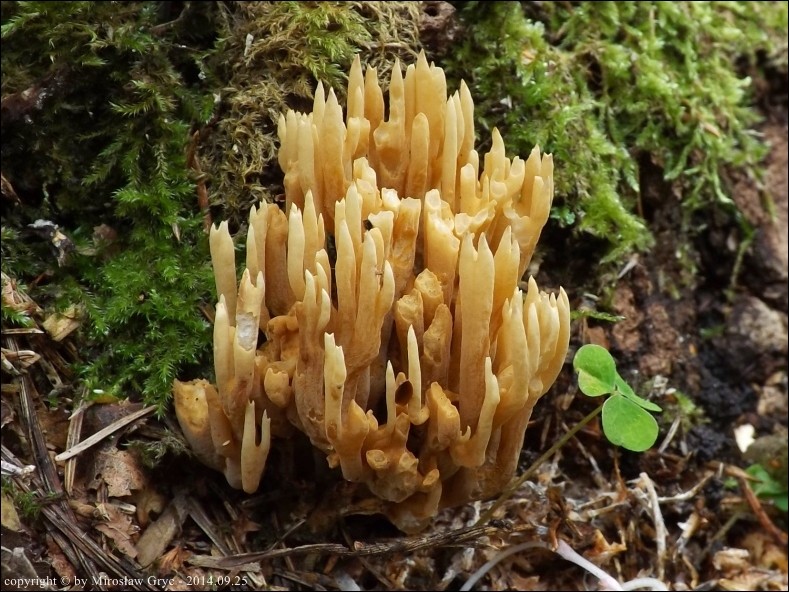 koralówka zwiędła - zdjęcie główne