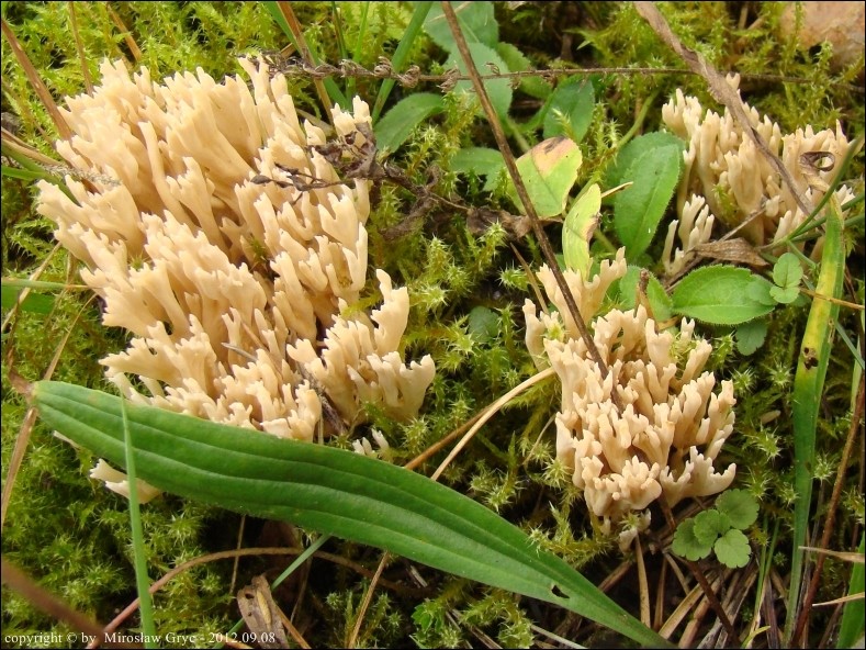 koralówka wysmukła - zdjęcie główne