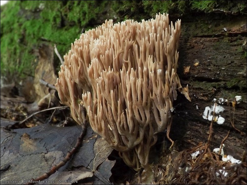 koralówka sztywna - zdjęcie główne