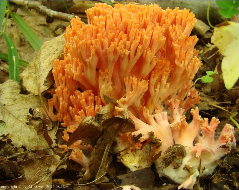 koralówka łososioworóżowa - zdjęcie główne