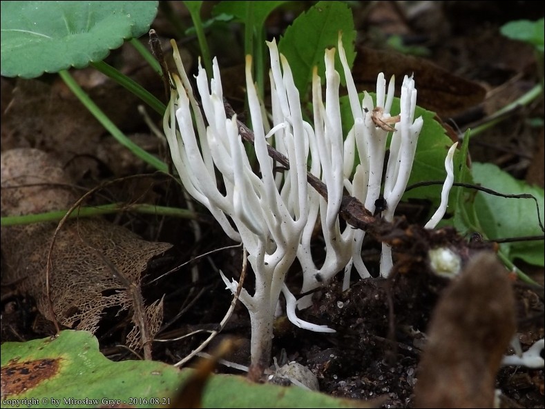 koralownik białawy - zdjęcie główne