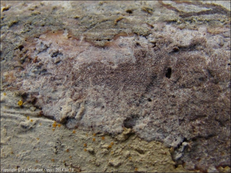 ząbkówka gwiazdkowatokryształkowa - zdjęcie główne