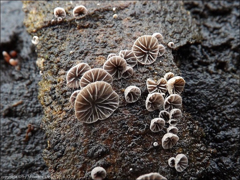 odgiętka pofałdowana - zdjęcie główne