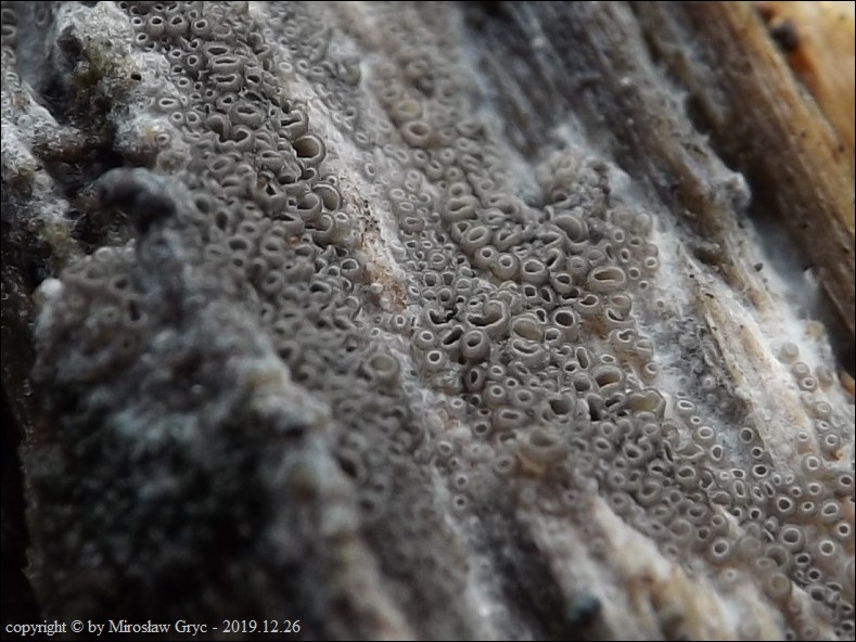 puchareczka szarobrązowa - zdjęcie główne