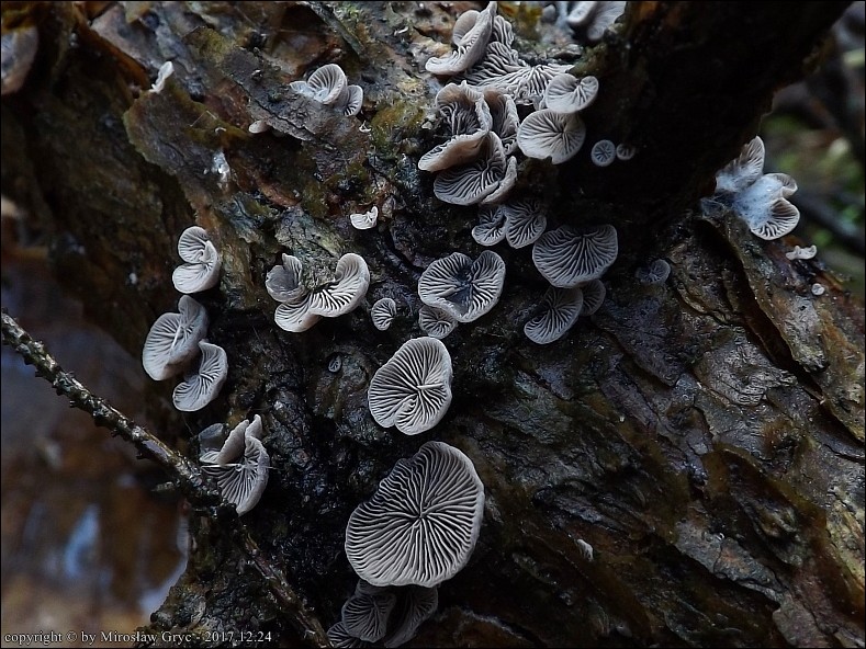 odgiętka czarniawa - zdjęcie główne