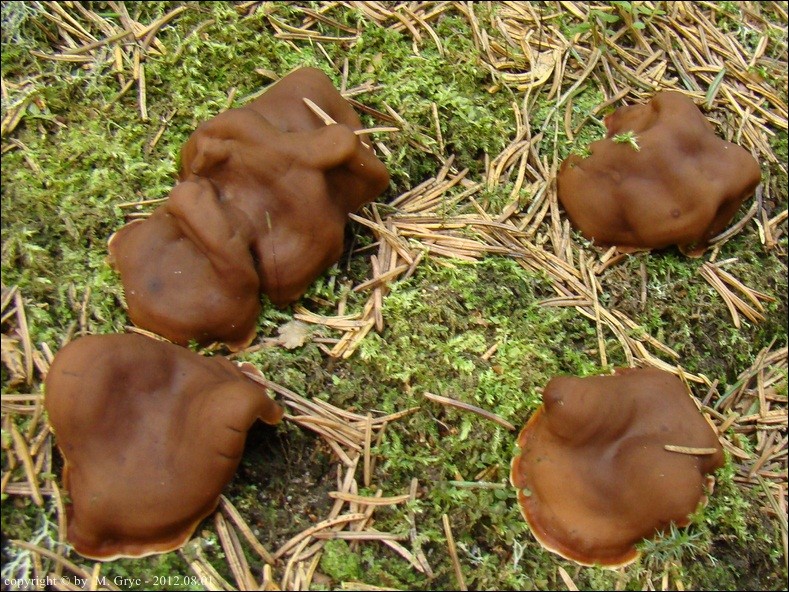 przyczepka falista - zdjęcie główne