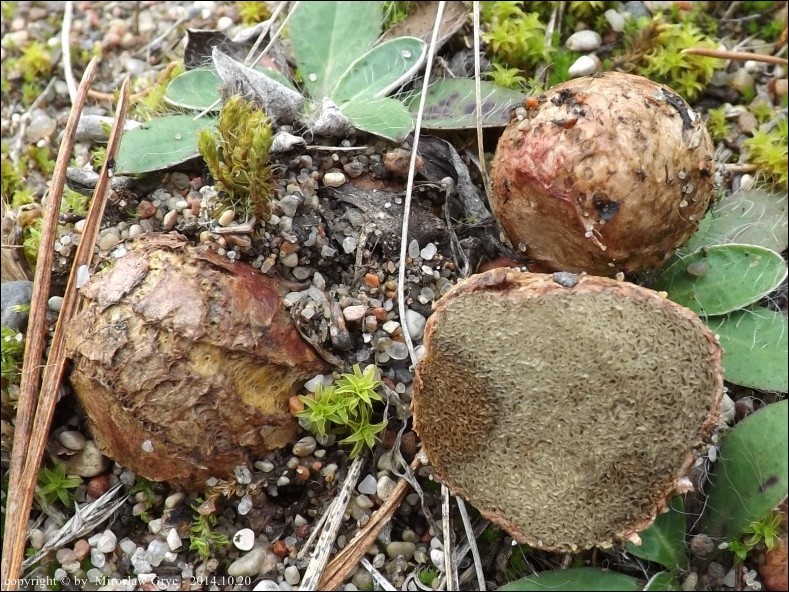 piestrówka żółtawa - zdjęcie główne