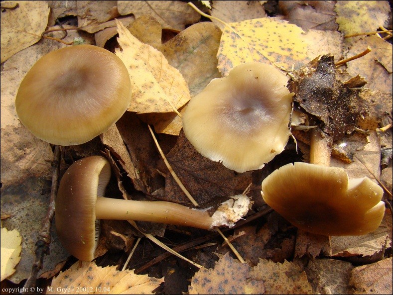 monetnica maślana - zdjęcie główne