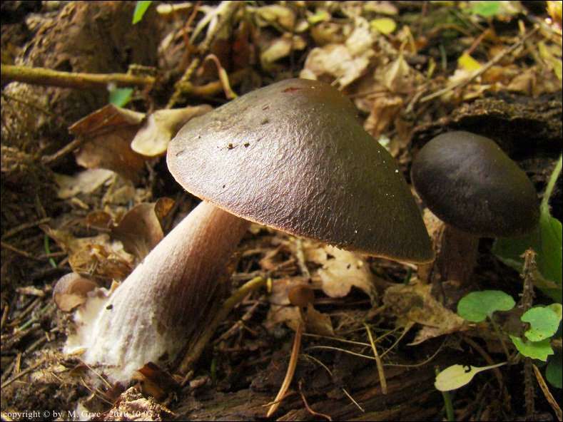 monetnica sucha - zdjęcie główne