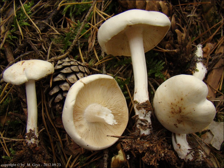 monetnica plamista - zdjęcie główne