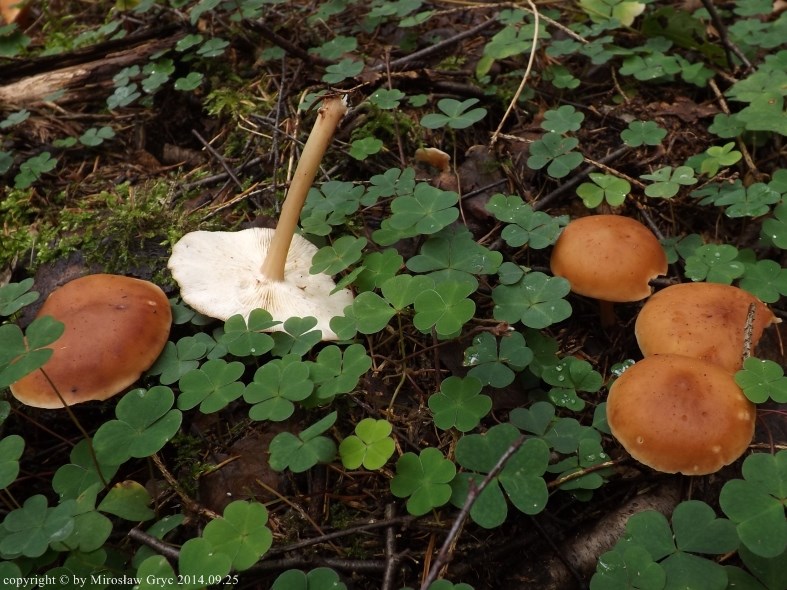 monetnica karbowanoblaszkowa - zdjęcie główne