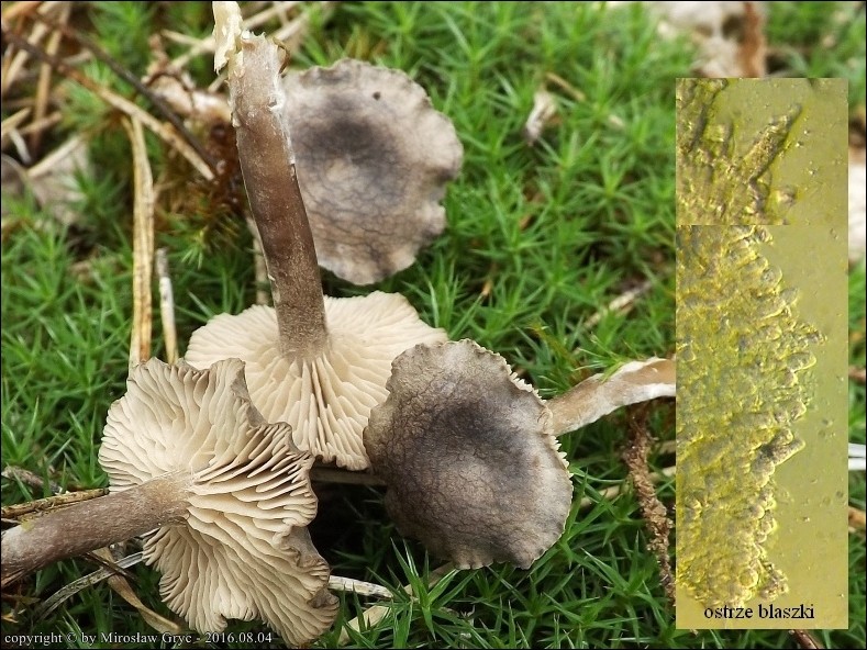 rumieniak piaskowy - zdjęcie główne